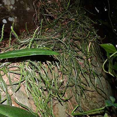 Cactaceae