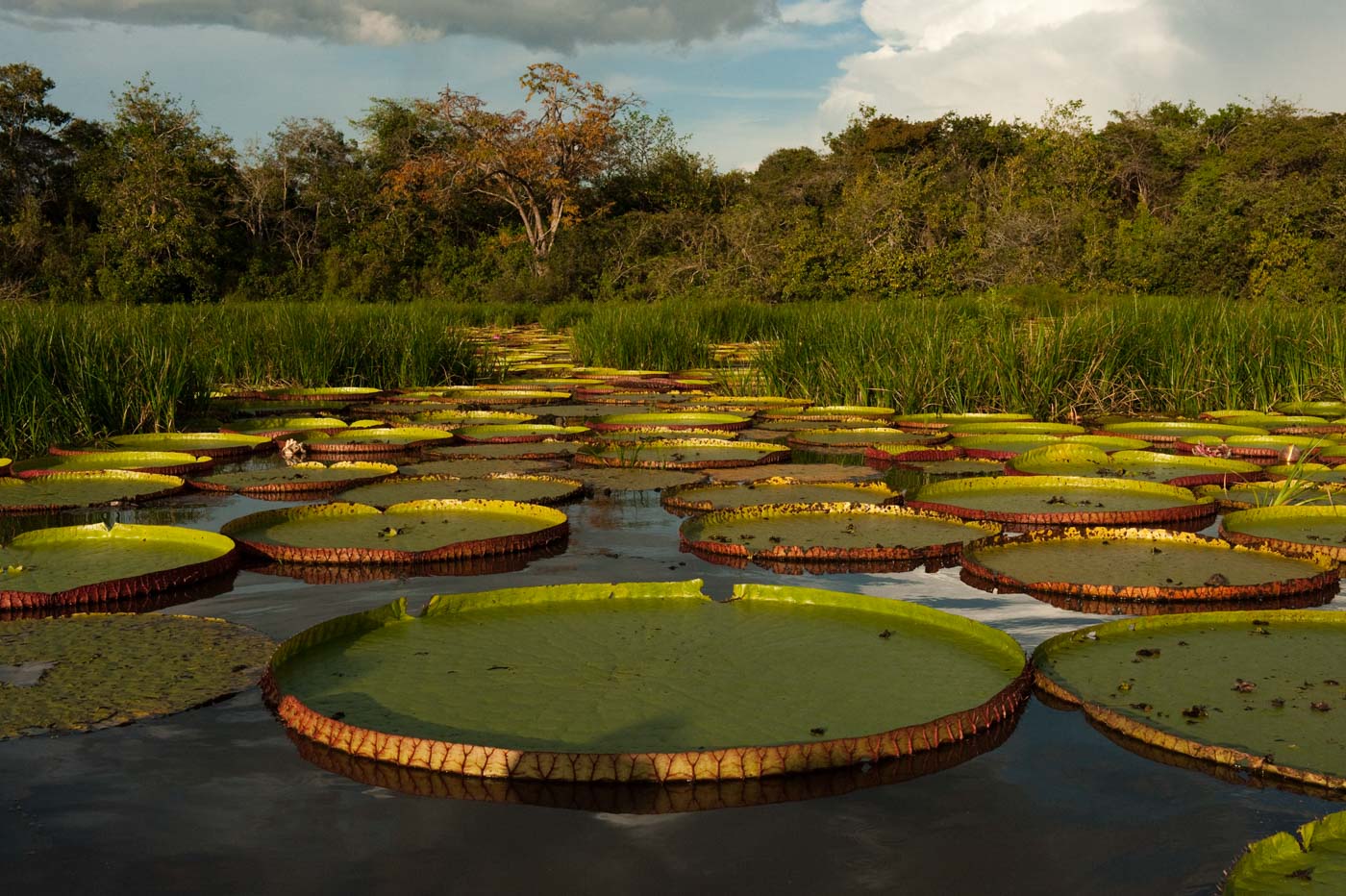 Conservation stakes and cooperation | Parc amazonien de Guyane