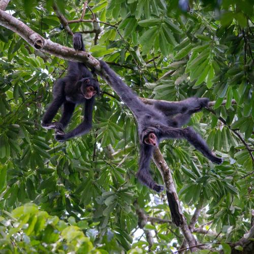 Singes atèles