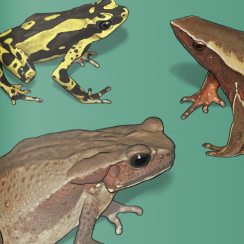 guide des amphibiens 