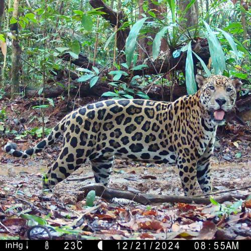 jaguar Saül