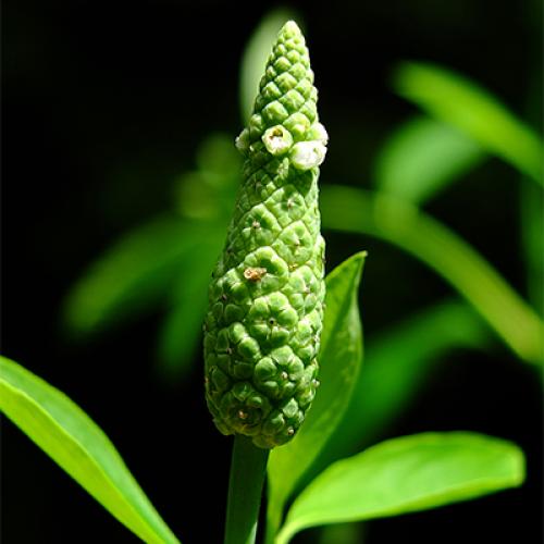 23_sphenocleaceae_.jpg