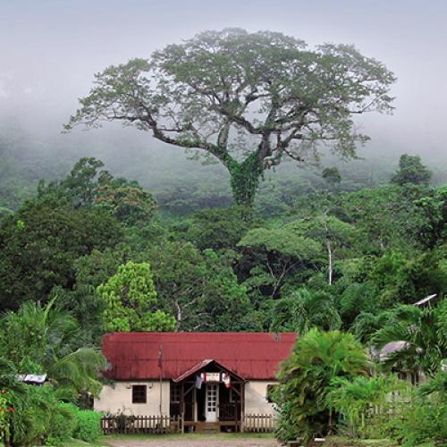 arbre_de_lannee_2015_guyane.jpg