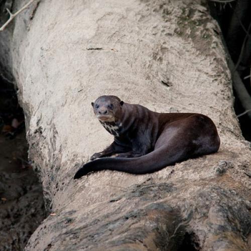 faune_-guyane.jpg