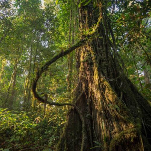 foret_-guyane.jpg
