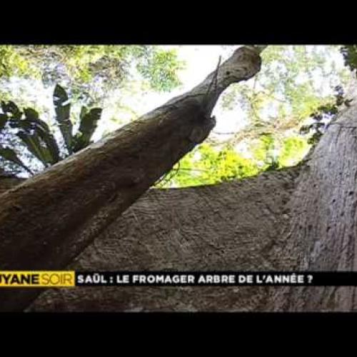 L'arbre fromager de Saül