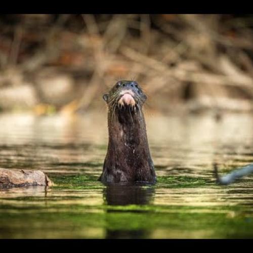 Suivi des loutres et tapirs sur la Basse-Camopi