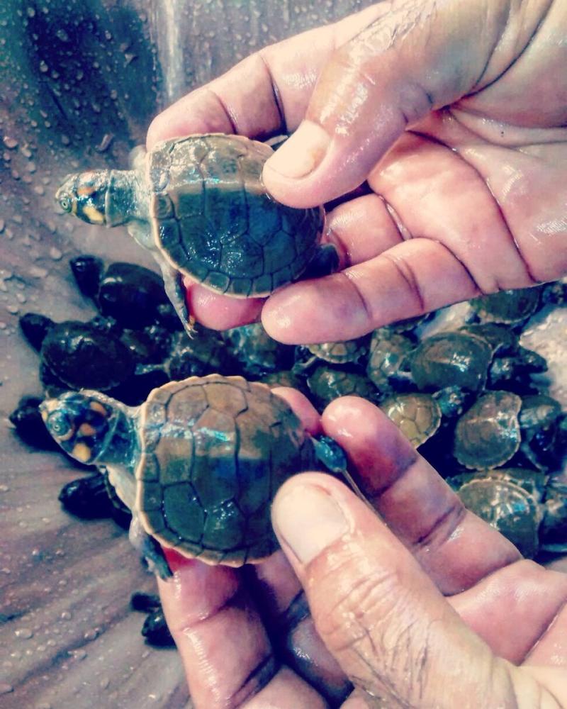 tortues podocnémides