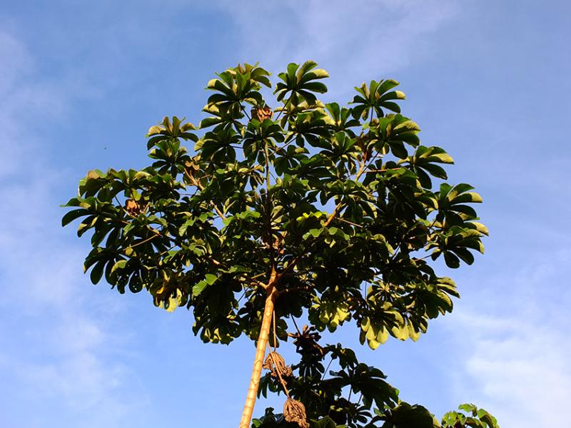 cecropia_obtusa_-_bois_canon_c_seb_sant_pag.jpg