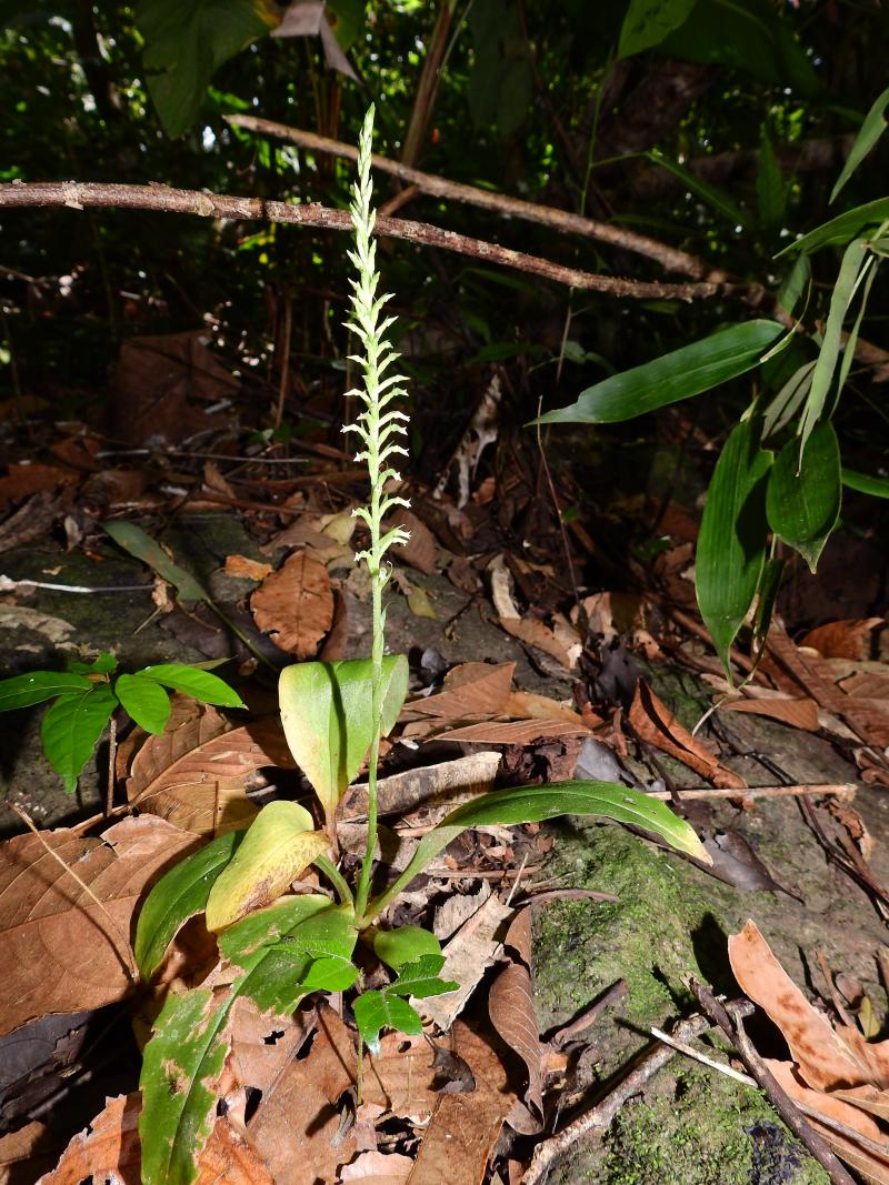 fig.10ok_beloglottis_costaricensis.jpg