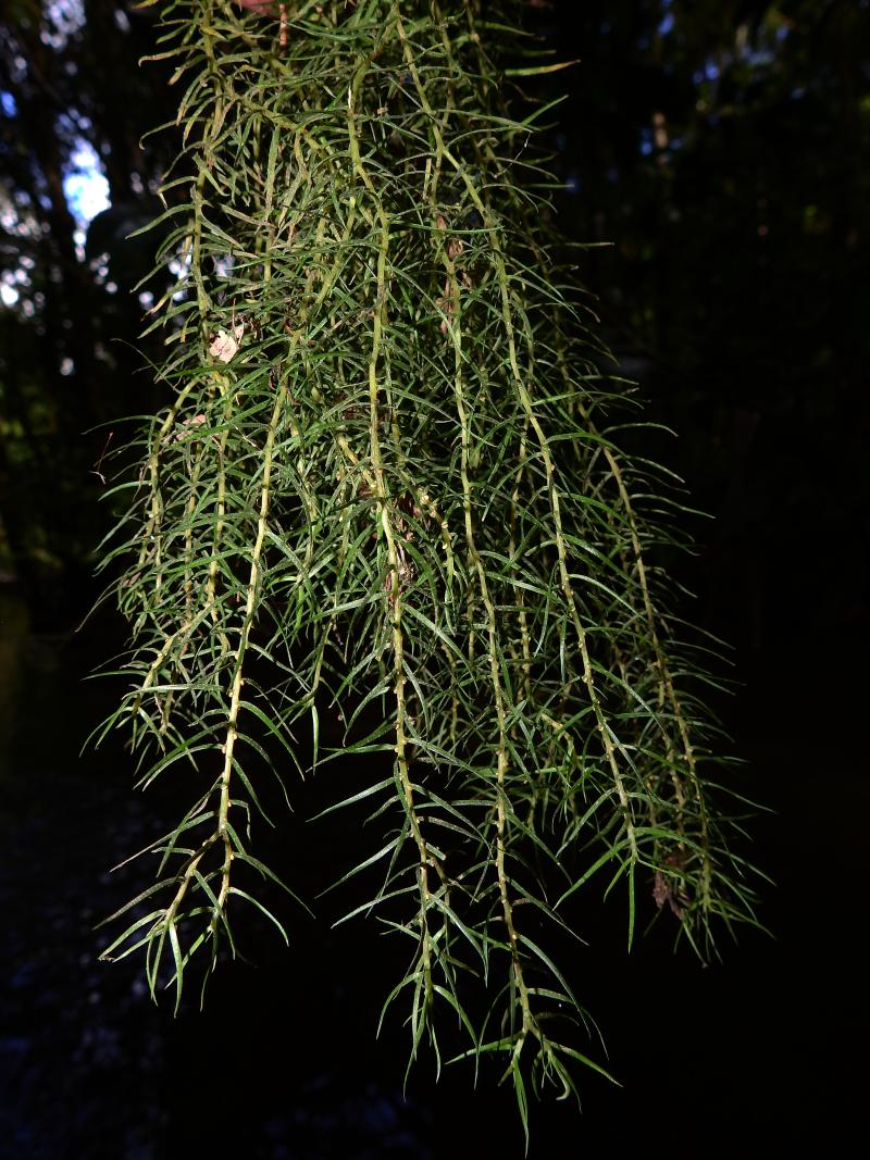 fig.1_phlegmariurus_linifolius.jpg