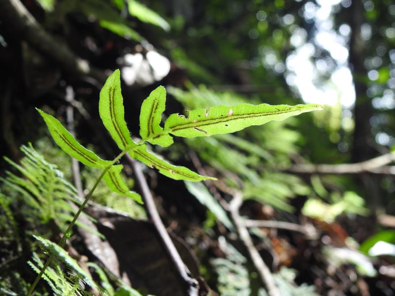 fig.2_blechnum_gracile_var._pilosum_.jpg