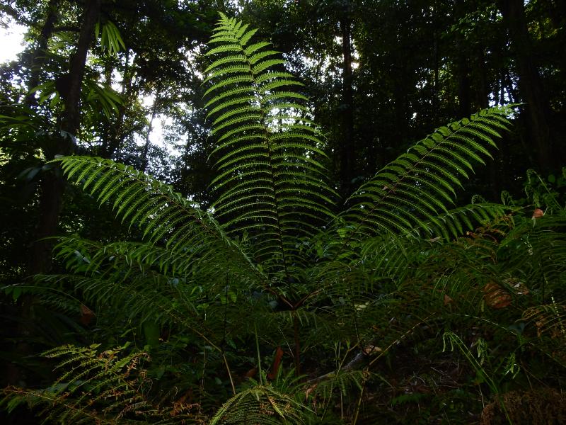 fig.4_pteris_tripartita.jpg