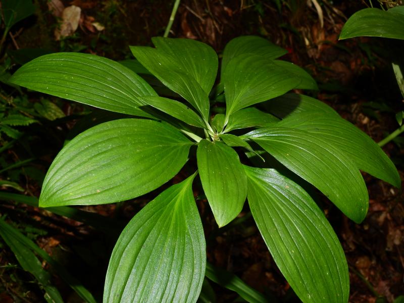 fig.5_alstroemeria_amazonica.jpg