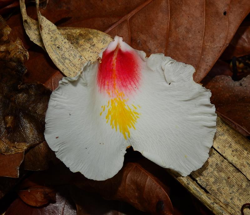 fleur-du-qualea-rosea-gonfolo-rose-c-seb-sant-pag.jpg