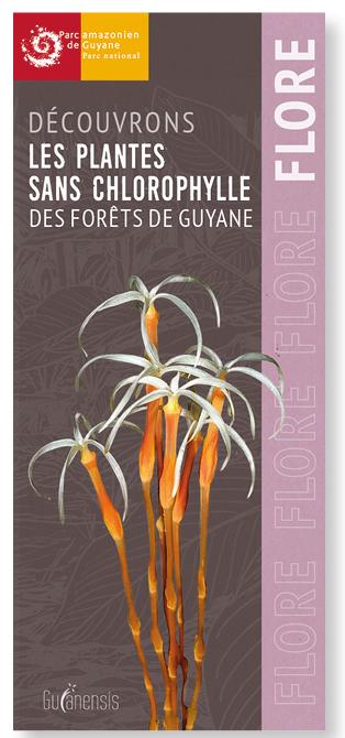 les_essentiels_de_guianensis_-_parc_amazonien_guyane_-_flore.jpg