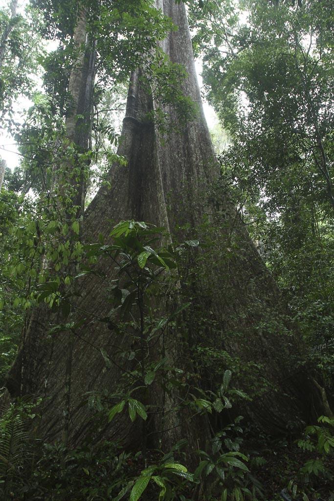 huberodendron_swietenioides_arbre_salomon_2013.jpg