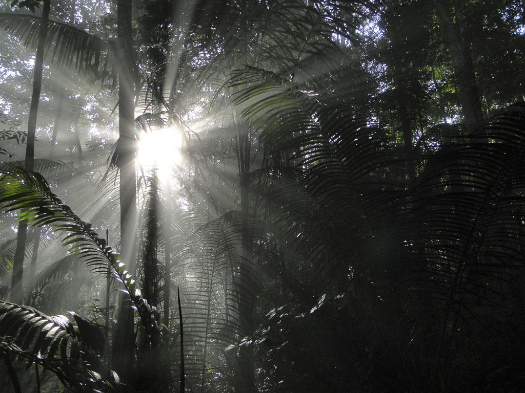 soleil_sous_bois_salomon_2013.jpg
