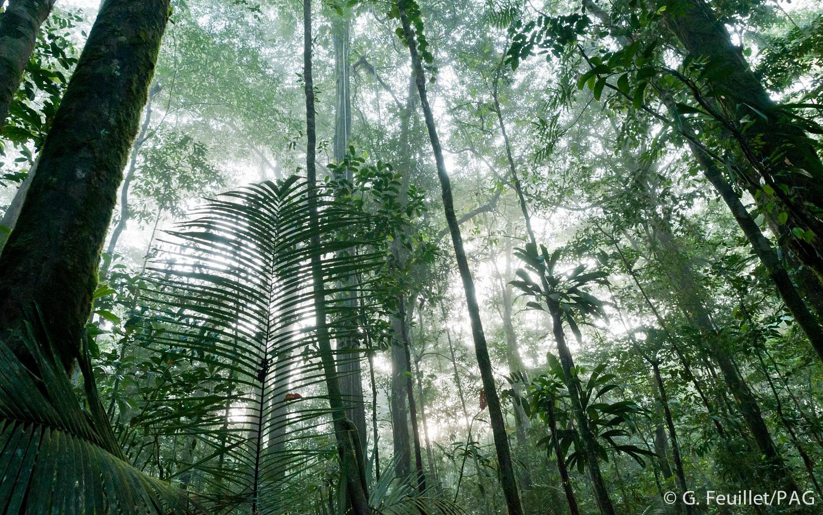 Sous-bois guyanais au lever du jour