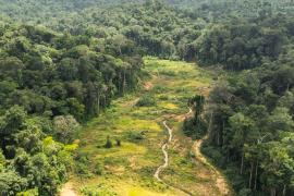 belizon_forest_tracks_jalbot_-_end_of_restoration_phase_of_a_legal_concession_2_c_clement_villien_-_wwf.jpg