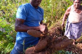 manioc_maripa-soula.jpg