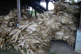 Feuilles de wai entreposées pour la réalisation de la toiture du tukusipan de Taluen, Maripa-Soula