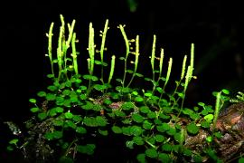 peperomia_emarginella_-_.jpg