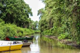 renforesap_-_bigipan_niew_nickerie_suriname_18-22nov2019_c_thibault_foch_onf_-5.jpg