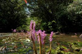 salade_coumarou_mourera_fluviatilis_-_saut_macaque_crique_waki_guyane_fr._c_gf.jpg