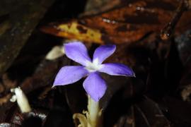 voyria-caerulea-saprophyte.jpg