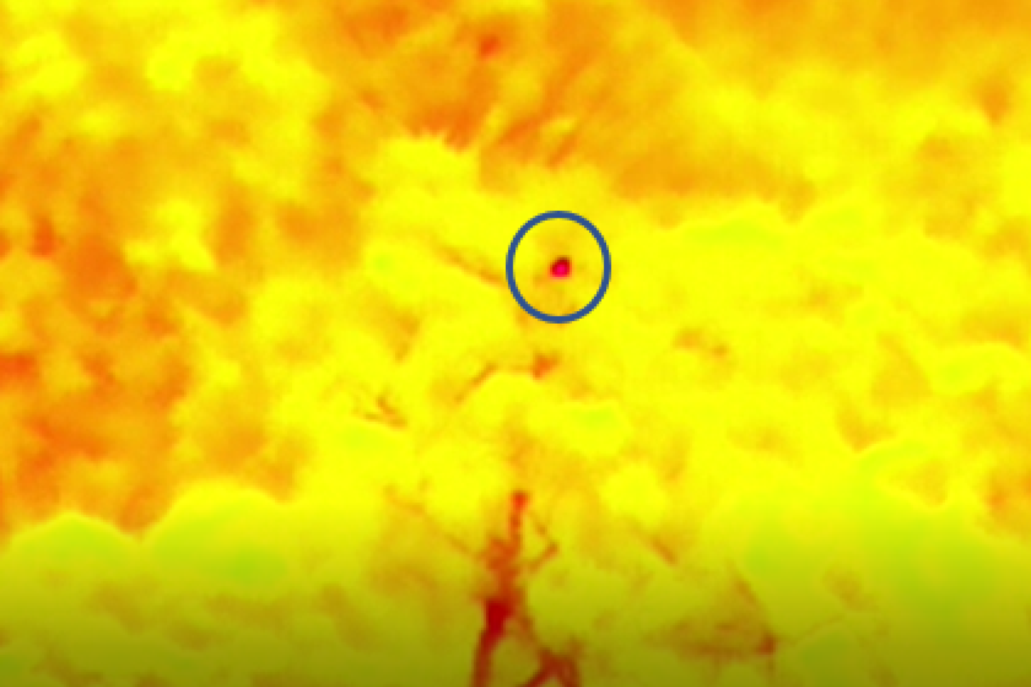 Image thermique d'un kwata, capturée par un drone thermique, aux Nouragues