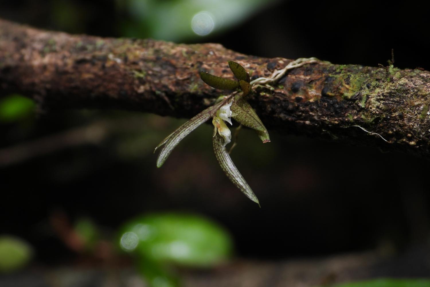 Quekettia vermeuleniana