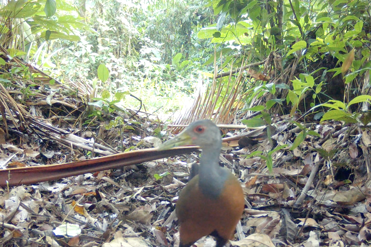 Râle de Cayenne