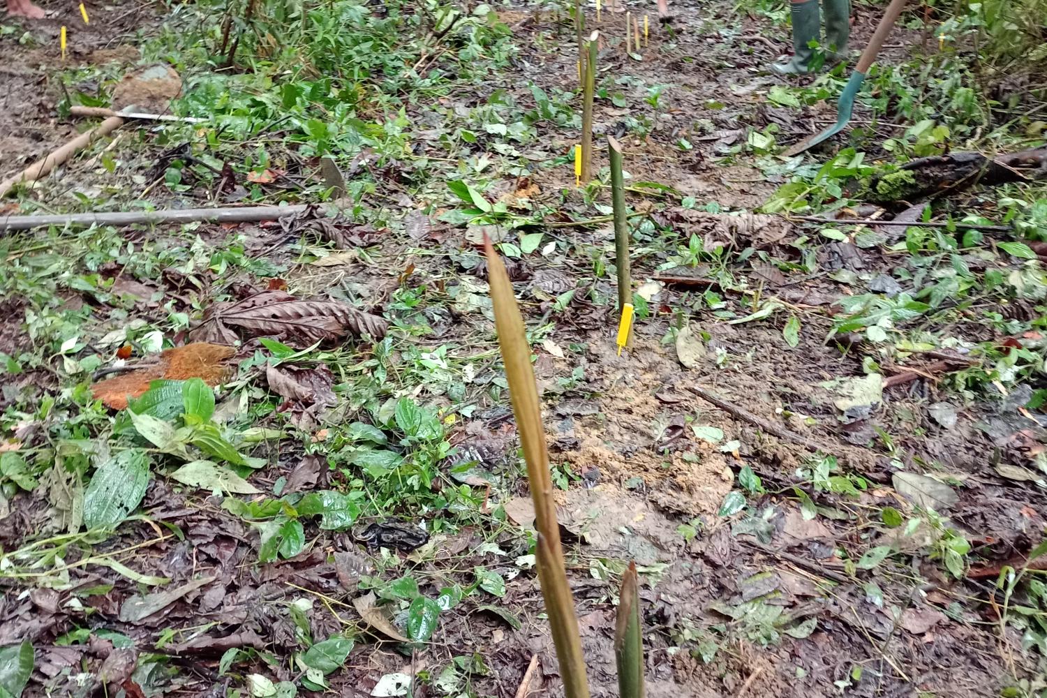 arouman_trois_sauts_parc_amazonien_de_guyane_c_dr.2jpg.jpg