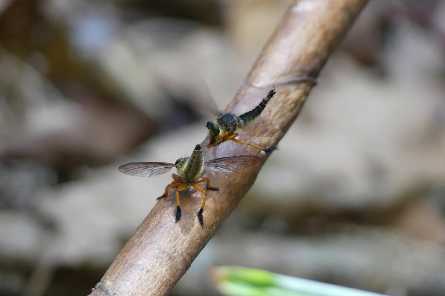 asilidae_parade_pre-copulatoire.jpg