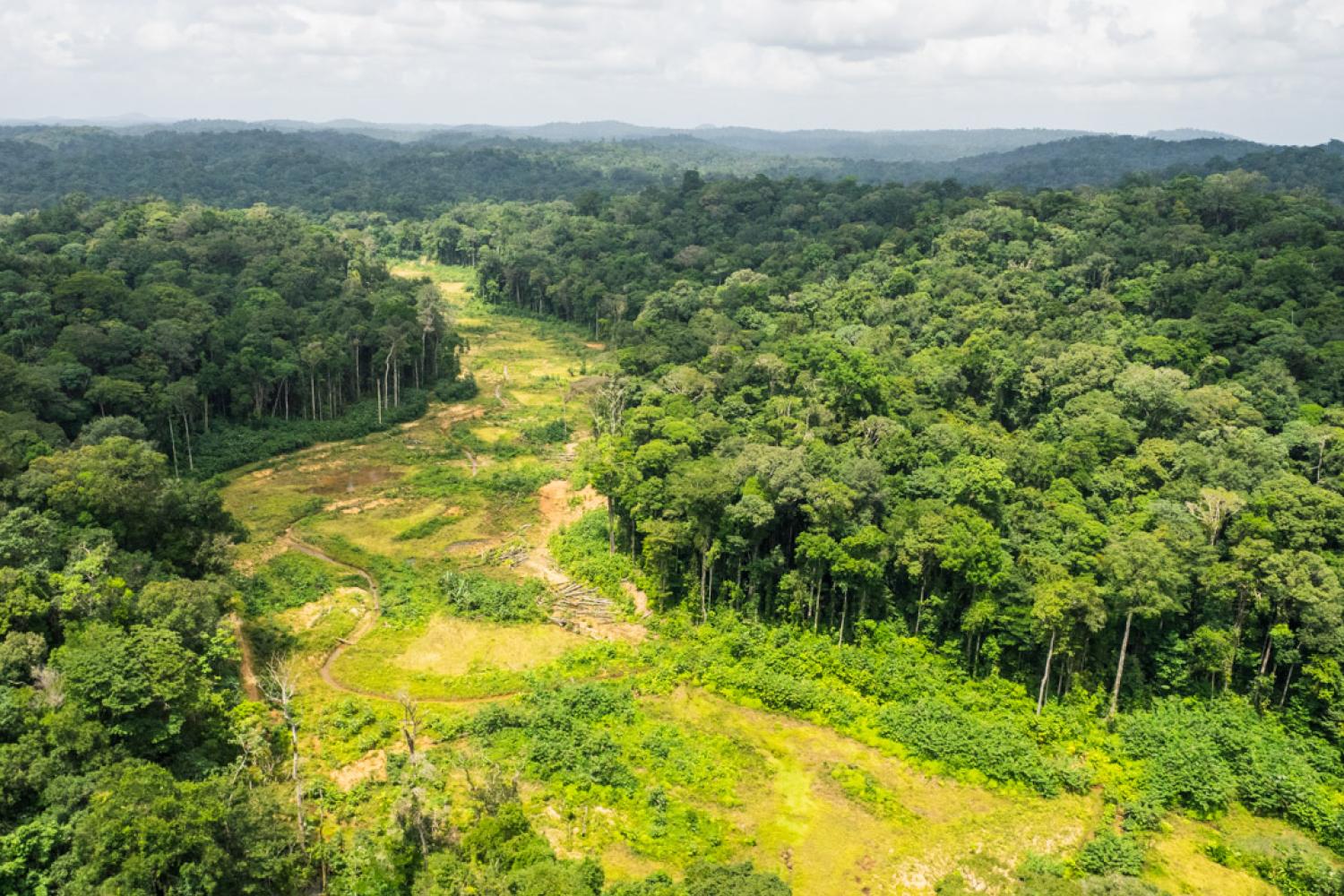 belizon_forest_tracks_jalbot_-_end_of_restoration_phase_of_a_legal_concession_1_c_clement_villien_-_wwf.jpg