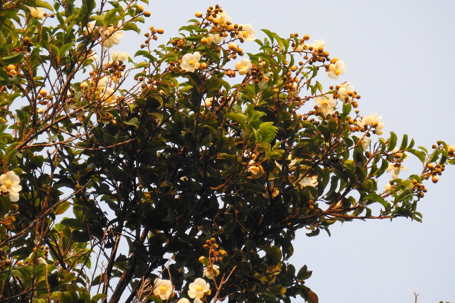 couratari-stellata-lecithydaceae.jpg