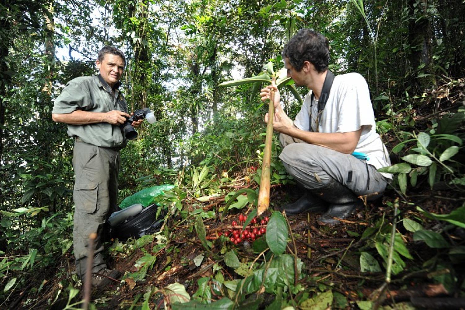 Les scientifiques à l'assaut du mont Itoupé Parc amazonien de Guyane