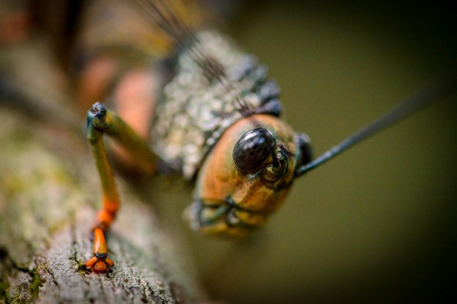 Les scientifiques à l'assaut du mont Itoupé Parc amazonien de Guyane