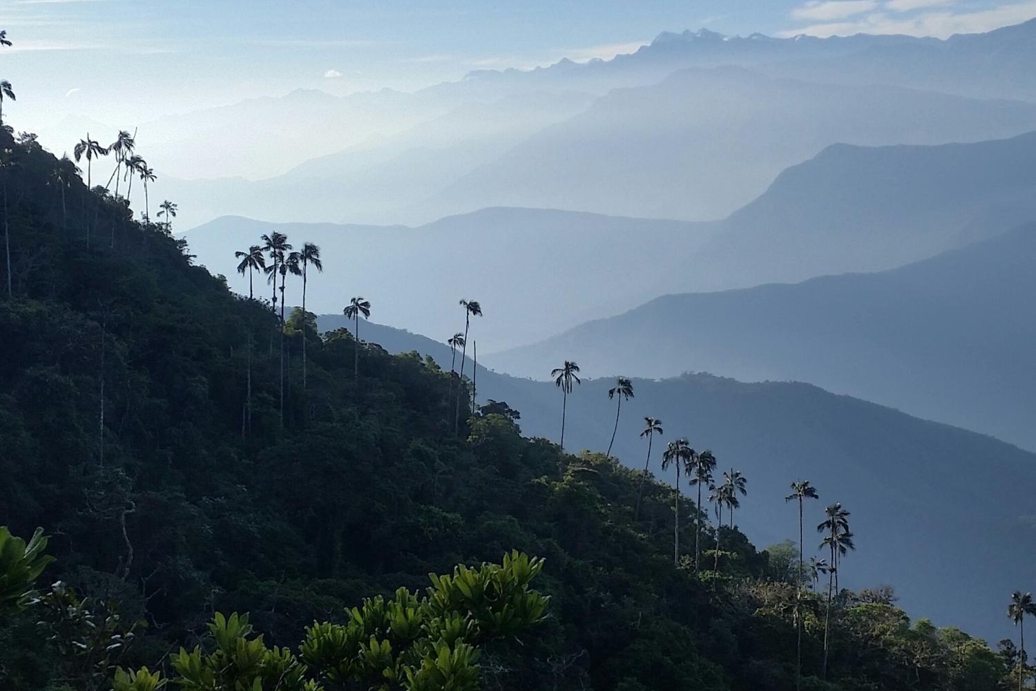 palmiers_et_glaciers_du_parc_national_de_la_sierra_de_santa_marta_colombie_cgkleitz.jpg