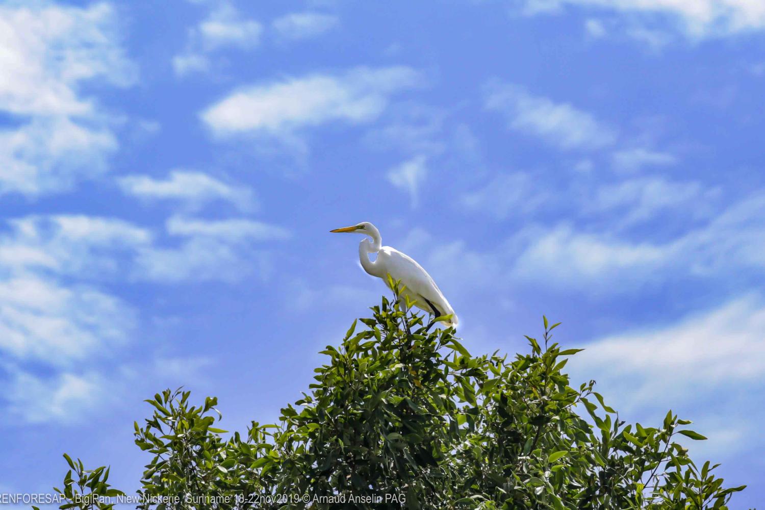 renforesap_-_bigipan_niew_nickerie_suriname_18-22nov2019_c_arnaud_anselin_pag-5.jpg